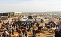 Diyarbakır’da Kurban Bayramı için kurban satış ve kesim alanları netleşti