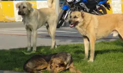 Köpek vahşeti sürüyor: Camiye giden çocuğa 5 köpek saldırdı; Belediyeler duyarsız...