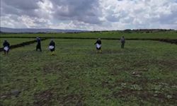 Tescilli Karacadağ pirincinin ekimine başlandı