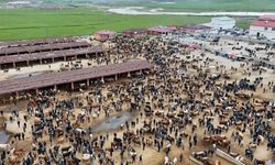 Kurbanlıklar görücüye çıktı; Fiyatlar dudak uçuklatıyor