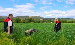 Malatya'da hububat ekili alanlarda inceleme yapıldı