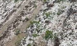 Mardin’de dolu yağışı bahçelere zarar verdi