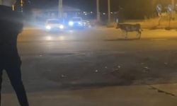 Mardin'de kaçan kurbanlık inek ortalığı birbirine kattı