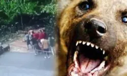Milletvekili: "Köpek, 'it'tir; 'can dost' veya 'patili dost' değildir"; "Köpekler çocuğu yemiş"