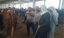 Şanlıurfa'da komisyoncularla besicilerin rekabeti başladı