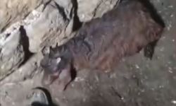 Gercüş'te 40 küçükbaş hayvan telef odu