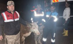 Şanlıurfa'da çalınan büyükbaş hayvan bulundu