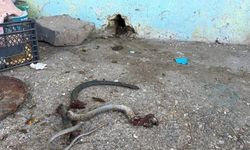 Şanlıurfa'da yılanı vurmak isterken 5 kişiyi yaraladı
