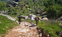 Sason dağlarında pancar mesaisi başladı