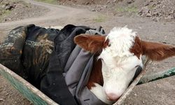 Sason'da kayalıklarda bulunan yeni doğmuş buzağı sahibine teslim edildi
