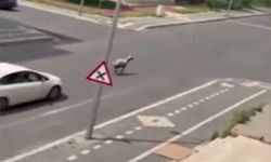 Diyarbakır'da kaçan kurbanlık koyun trafiğin altını üstüne getirdi