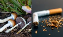 "Sihirli mantar" deneyi: Sigarayı bırakma oranı 6 kat arttı