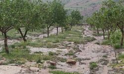Siirt’te dolu yağışı tarım alanlarında zarara yol açtı