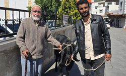 Diyarbakır'da 70 kiloluk dev keçi 36 bin liraya satıldı