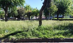 Vatandaş oturacak yer bulamıyor: Koşuyolu Parkı'nda otlar uzadı