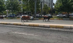 "Burası Hindistan mı, Diyarbakır mı?" dedirten görüntü