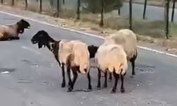Siirt'te zehirlendiği iddia edilen 32 küçükbaş hayvan telef oldu