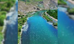 Martılar, Murat Nehri’nde görsel şölen oluşturdu