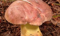 Mantarda yeni yıldız: Ağsı boletus