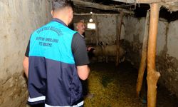 8 mahalle kuduz vakası nedeniyle karantinaya alındı