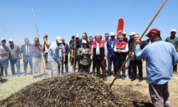 Adıyaman'da firik buğdayı hasadı başladı