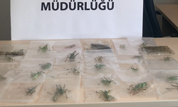 Nemrut Dağı’nda 3 kişiye 2 milyon lirayı aşan ceza