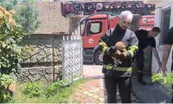 Batman'da fabrika duvarına sıkışan köpek kurtarıldı