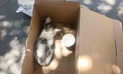 Siirt'te reklam panosuna sıkışan yavru kedi kurtarıldı