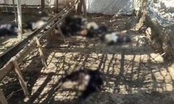 Ağıla giren başıboş köpekler 26 keçiyi telef etti
