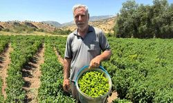 Coğrafi işaretli Çermik biberi tezgahlardaki yerini aldı