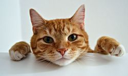 Bilimsel araştırma: Kedi ve köpek sahibi olmak stresle başa çıkmak yerine olumsuz duyguları artırabiliyor