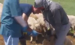 Bingöl’de hayvan sağlığı için ekipler seferber oldu