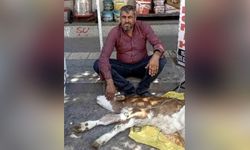 Kamyonetten düşen buzağı bulunup sahibine teslim edildi