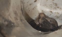Çatıdaki gider borusuna düşen kedi kurtarıldı