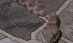 Balkona çay içmeye çıktı, karşısında dev yılanı görünce donakaldı