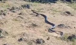 Diyarbakır'da yaklaşık 3 metre uzunluğunda yılan görüntülendi