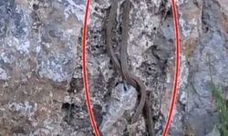Kaldırımda yürüyen vatandaşların önüne aniden yılanlar düştü