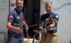 Mahallelinin 3 yıllık “korkulu rüyası” yakalandı