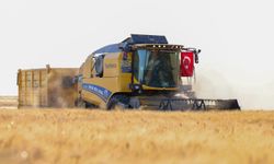 Mardin Ovası'nda hasat: 709 bin 511 ton üretim hedefleniyor