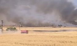 Mardin'de buğday tarlasında yangın: 500 dönüm...