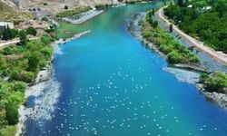 Palu'da kartpostallık görüntü! Martılar gökyüzünü kapladı