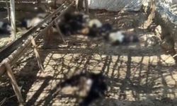 Ağıla giren başıboş köpekler 26 keçiyi telef etti