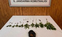 Şanlıurfa’da 20 kök kenevir ele geçirildi.