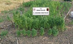 Şırnak’ta kaçakçılık operasyonu: 28 milyon liralık ürün ele geçirildi