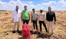 Şanlıurfa'da sarımsak hasadı devam ediyor