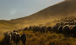 Tatvan'da sürülerin tozlu yayla yolculuğu: Kartpostallık görüntüler