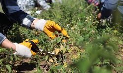 Diyarbakır'da Tıbbi ve Aromatik Bitkilerde ilk hasat gerçekleştirildi