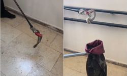 TOKİ konutlarında yılan paniği