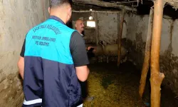 Van'da kuduz alarmı: 8 mahalle karantinaya alındı