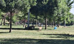 Diyarbakır'da ailelerin uğrak noktasında başıboş köpekler